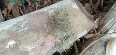 Ramalina peruviana