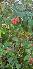 Cotoneaster pannosus