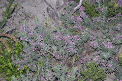 Indigofera brachystachya