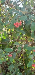 Cotoneaster pannosus