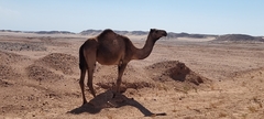 Camelus dromedarius