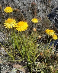 Leucochrysum graminifolium