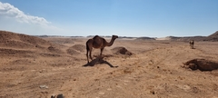 Camelus dromedarius