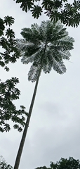 Cecropia obtusifolia