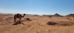 Camelus dromedarius