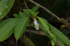 Drymonia stenophylla