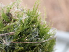 Hygroamblystegium varium