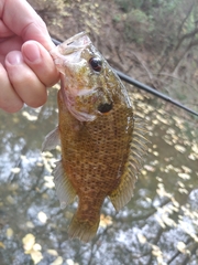 Lepomis gulosus