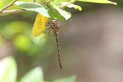 Austroaeschna pulchra