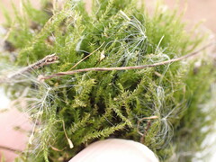 Hygroamblystegium varium