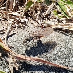 Polyrhachis vermiculosa