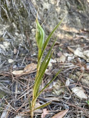 Pterostylis cardiostigma