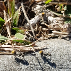 Polyrhachis vermiculosa