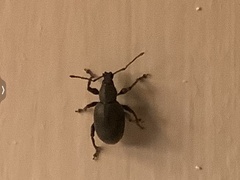 Otiorhynchus meridionalis