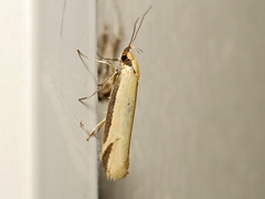 Philobota protecta
