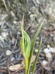 Pterostylis cardiostigma