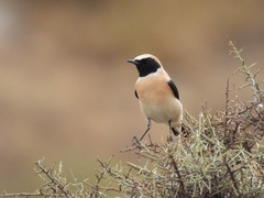 Oenanthe hispanica