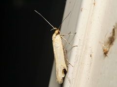 Philobota protecta