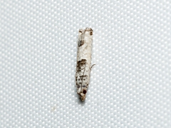 Spilonota constrictana