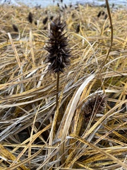Carex macrocephala