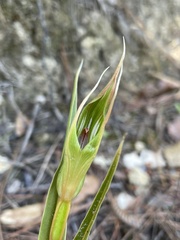 Pterostylis cardiostigma
