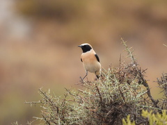 Oenanthe hispanica