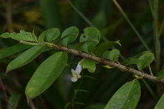 Drymonia stenophylla