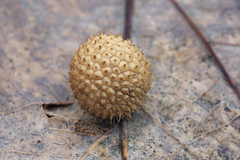 Acraspis pezomachoides