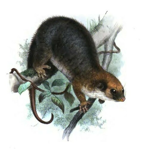 Painted Ring-tailed Possum (Pseudochirulus forbesi) — Least Concern Mammalia