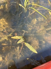Potamogeton nodosus