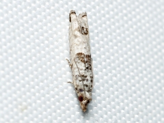 Spilonota constrictana