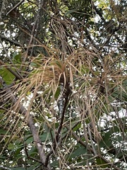 Tillandsia recurvata