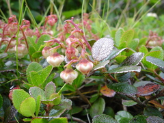 Gaultheria pyroloides