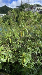 Boehmeria densiflora