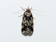 Barea confusella