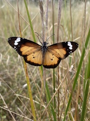 Danaus petilia