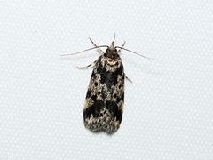 Barea confusella