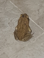 Rhinella marina