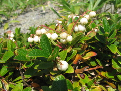 Gaultheria pyroloides