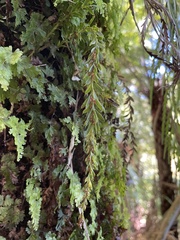 Tmesipteris tannensis