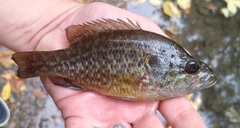 Lepomis gulosus