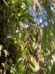 Tmesipteris tannensis