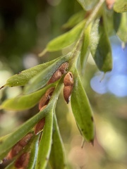 Tmesipteris tannensis
