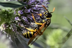 Polistes dominula