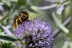 Polistes dominula
