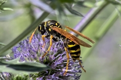 Polistes dominula