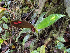 Columnea
