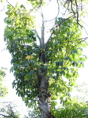 Ficus subpisocarpa