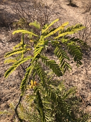 Tamarindus indica