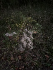 Eupatorium serotinum